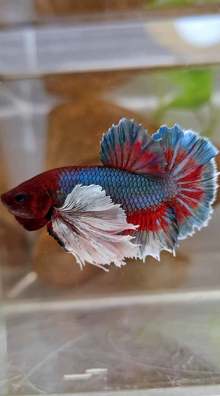 PLAKAT SUPER DUMBO EAR GREEN BLUE TURQUOISE RED PATTERN BETTA FISH