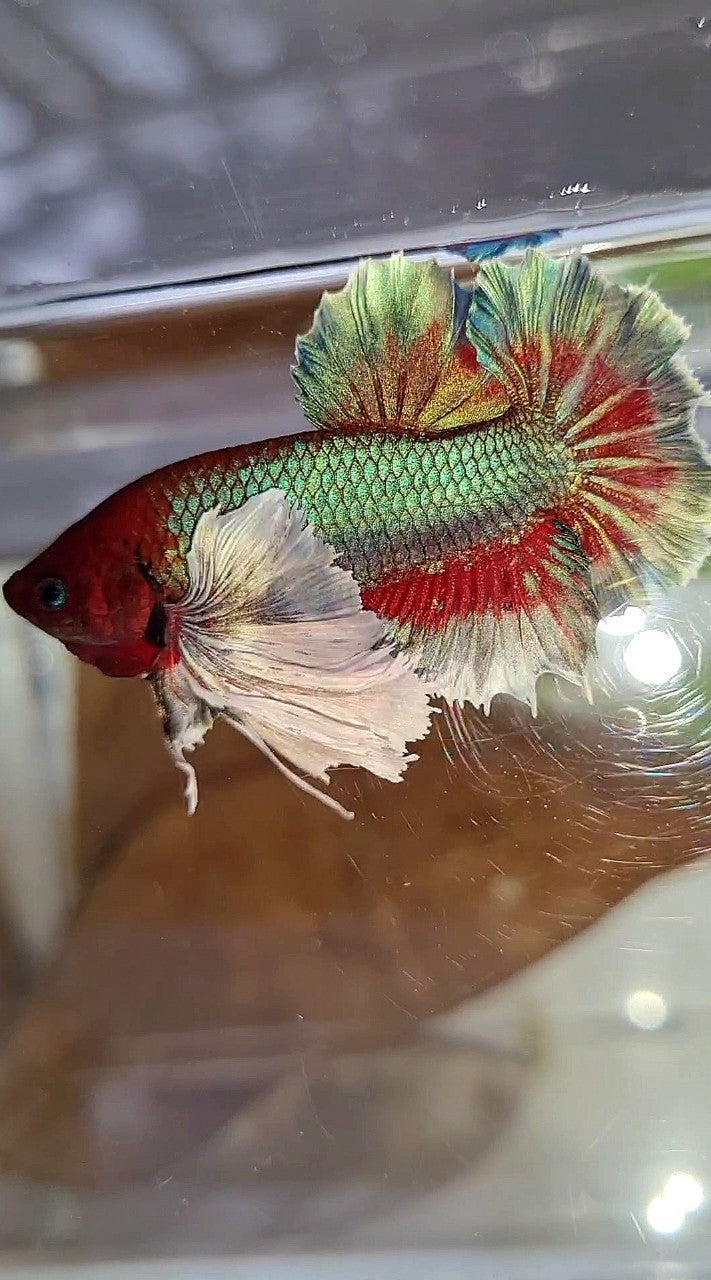 PLAKAT SUPER DUMBO EAR GREEN BLUE TURQUOISE RED PATTERN BETTA FISH