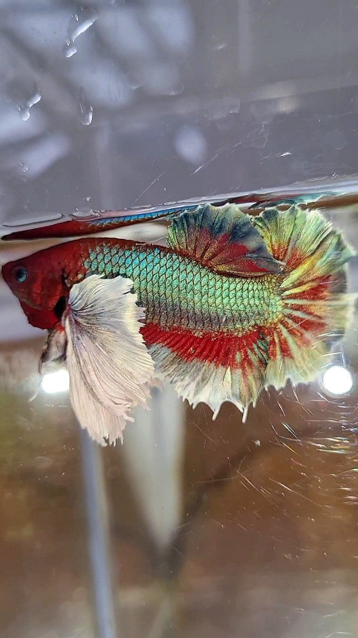 PLAKAT SUPER DUMBO EAR GREEN BLUE TURQUOISE RED PATTERN BETTA FISH