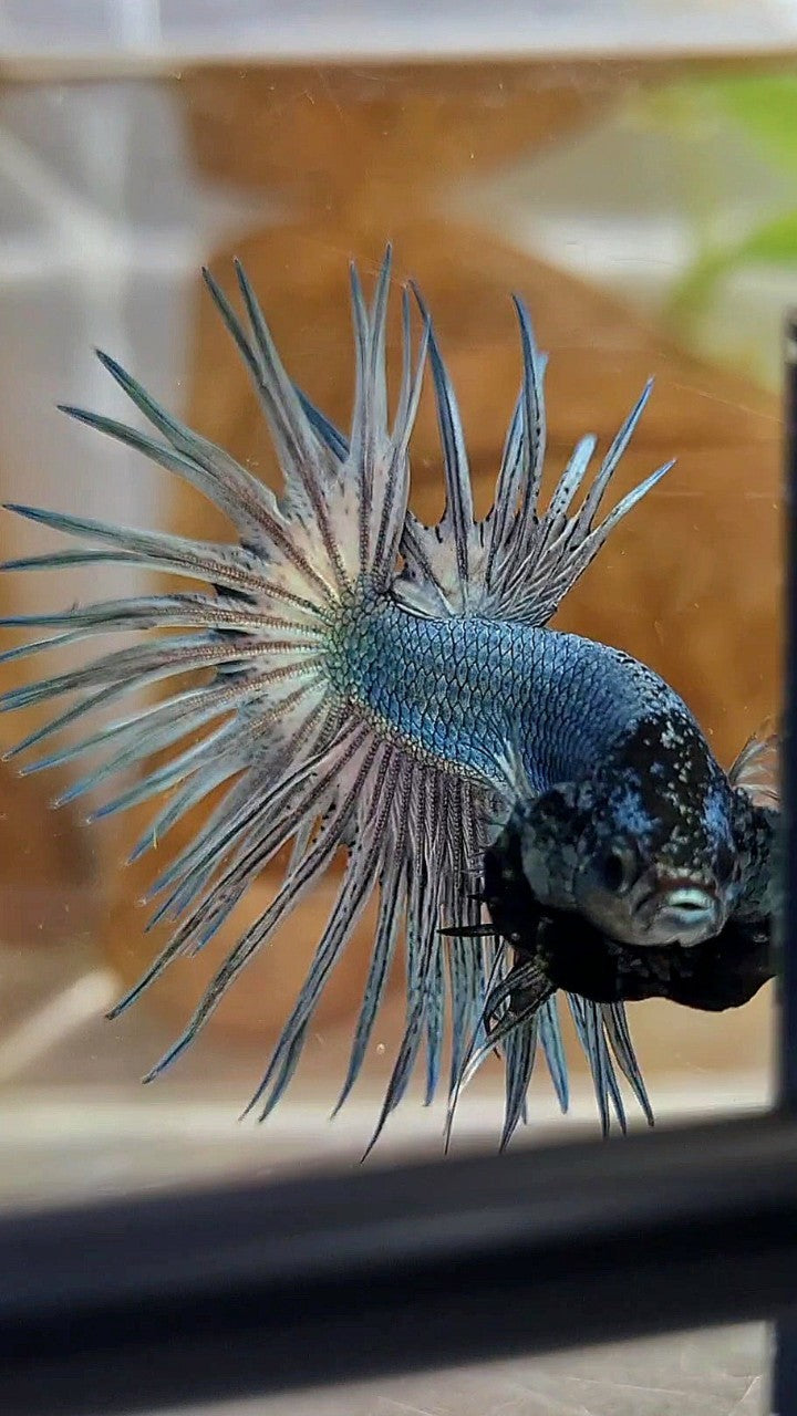 CROWNTAIL SUPER COPPER SOLID BLACKHEAD BETTA FISH