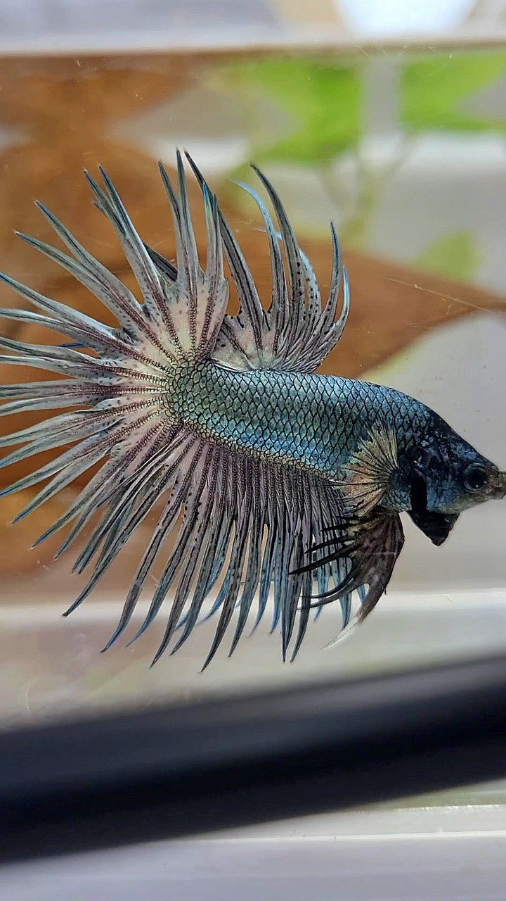 CROWNTAIL SUPER COPPER SOLID BLACKHEAD BETTA FISH