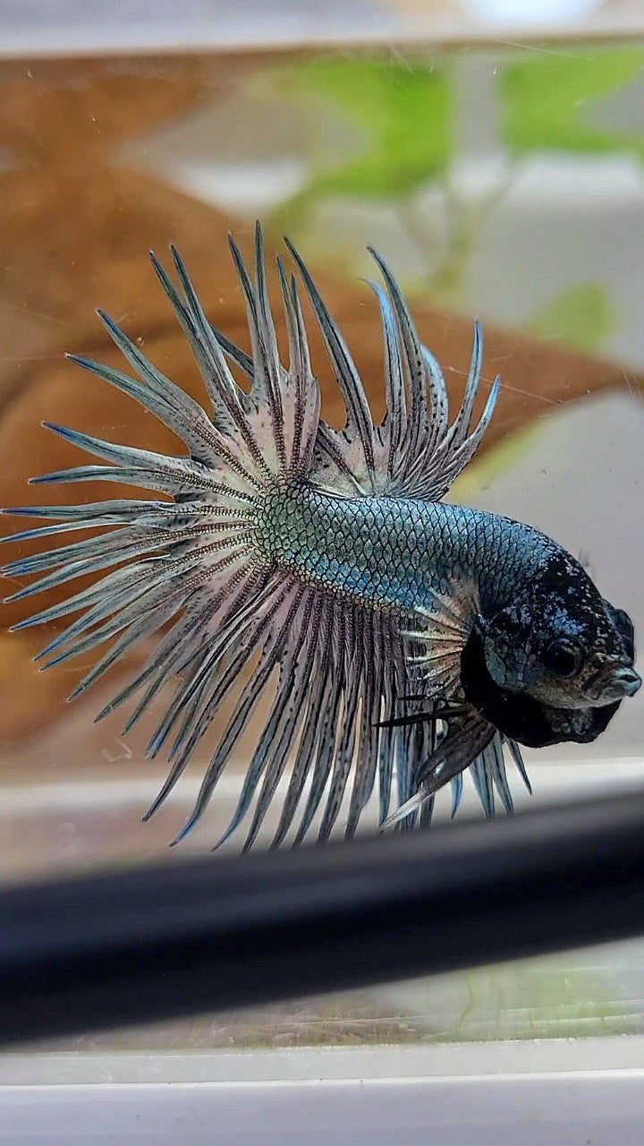 CROWNTAIL SUPER COPPER SOLID BLACKHEAD BETTA FISH