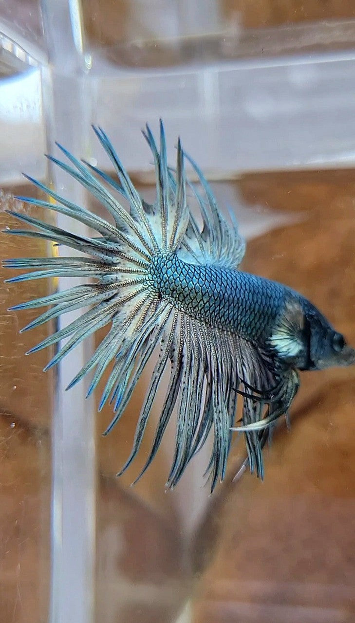 CROWNTAIL SUPER COPPER SOLID BLACKHEAD BETTA FISH