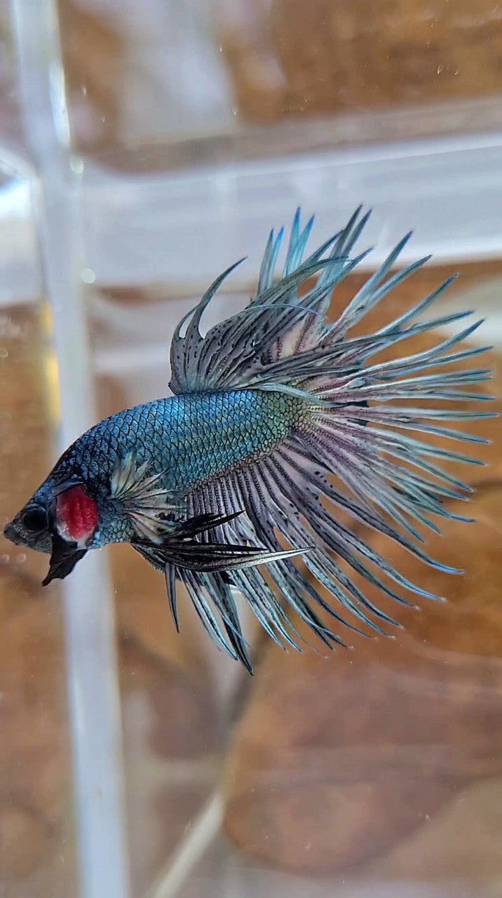 CROWNTAIL SUPER COPPER SOLID BLACKHEAD BETTA FISH