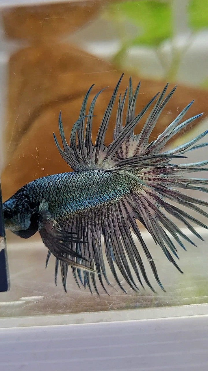 CROWNTAIL SUPER COPPER SOLID BLACKHEAD BETTA FISH