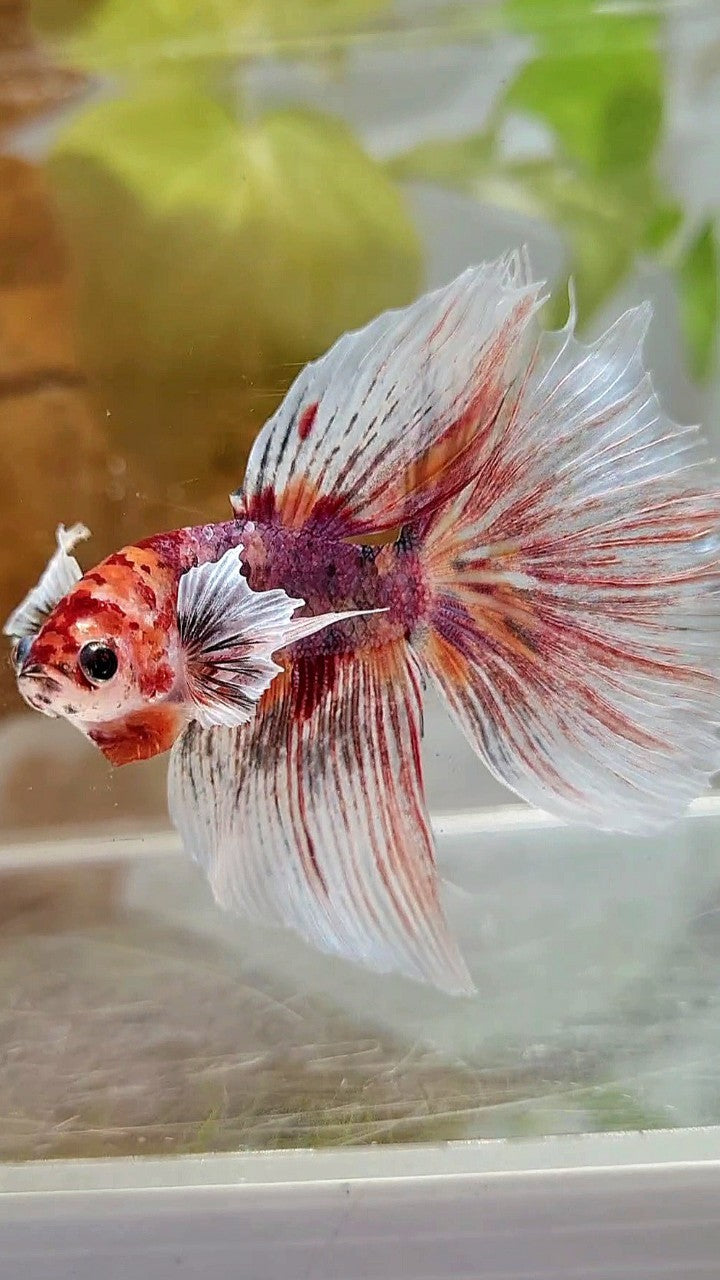 HALFMOON DUMBO EAR PURPLE MULTICOLOR BETTA FISH