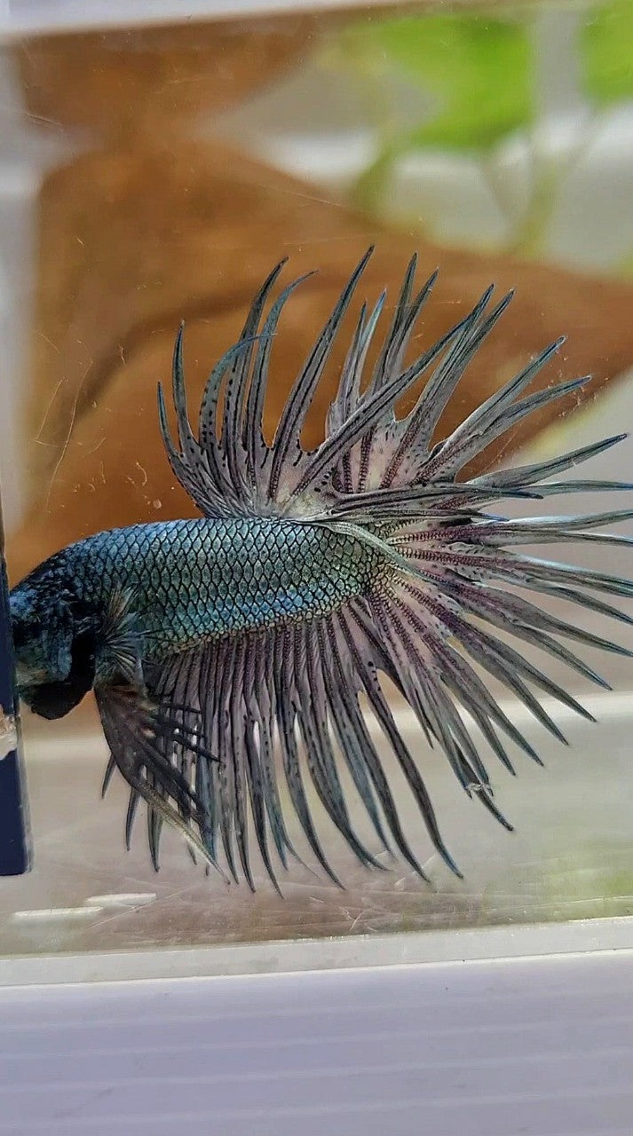 CROWNTAIL SUPER COPPER SOLID BLACKHEAD BETTA FISH