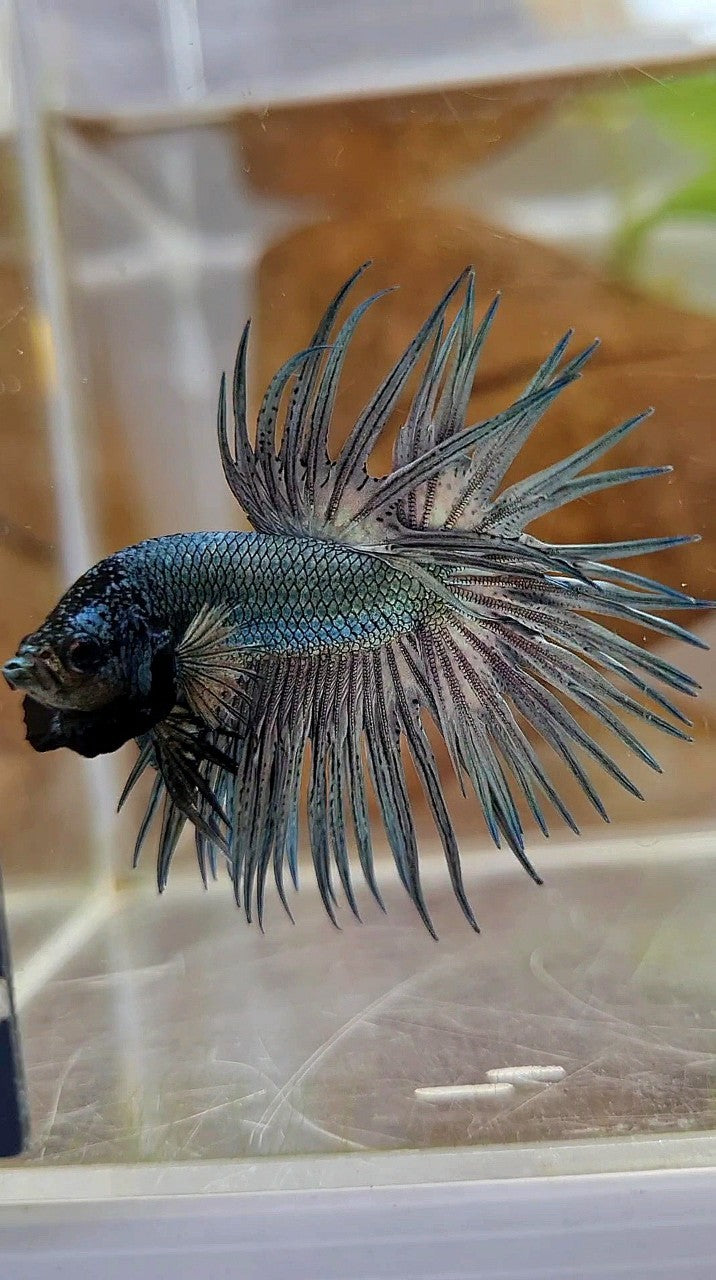 CROWNTAIL SUPER COPPER SOLID BLACKHEAD BETTA FISH