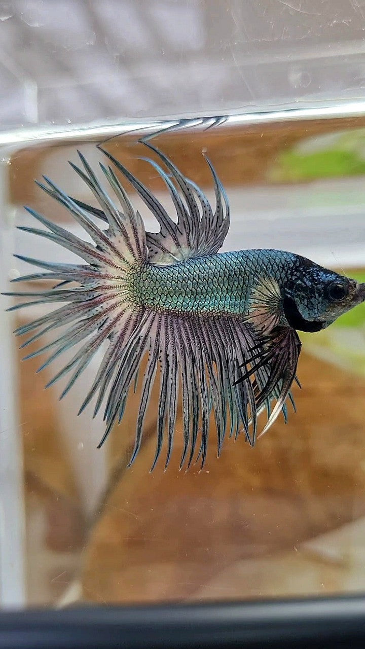 CROWNTAIL SUPER COPPER SOLID BLACKHEAD BETTA FISH