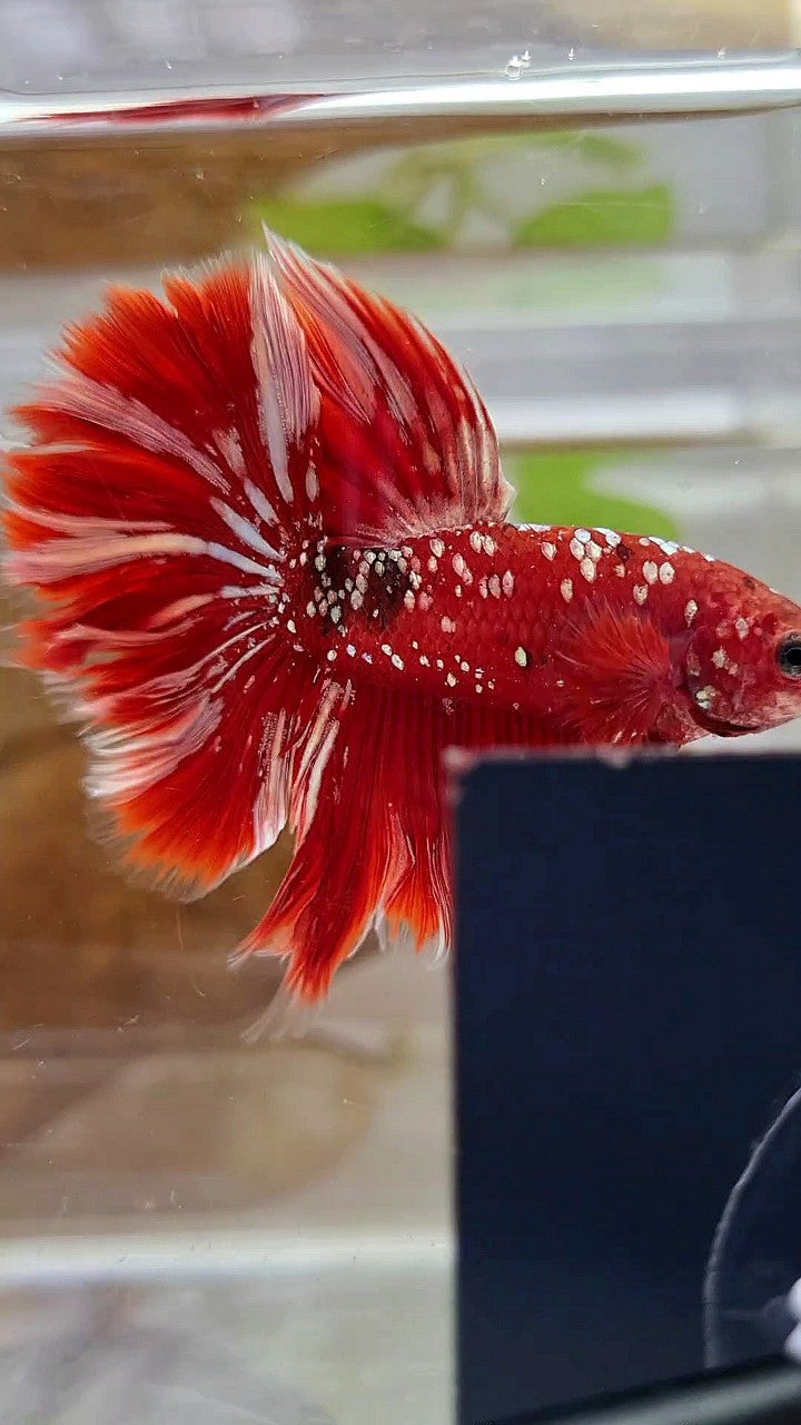 LUXURY XL HALFMOON ROSETAIL RED GOLD GALAXY BETTA FISH