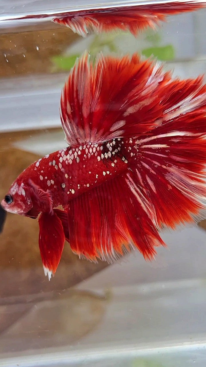 LUXURY XL HALFMOON ROSETAIL RED GOLD GALAXY BETTA FISH