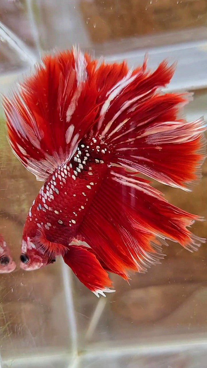 LUXURY XL HALFMOON ROSETAIL RED GOLD GALAXY BETTA FISH