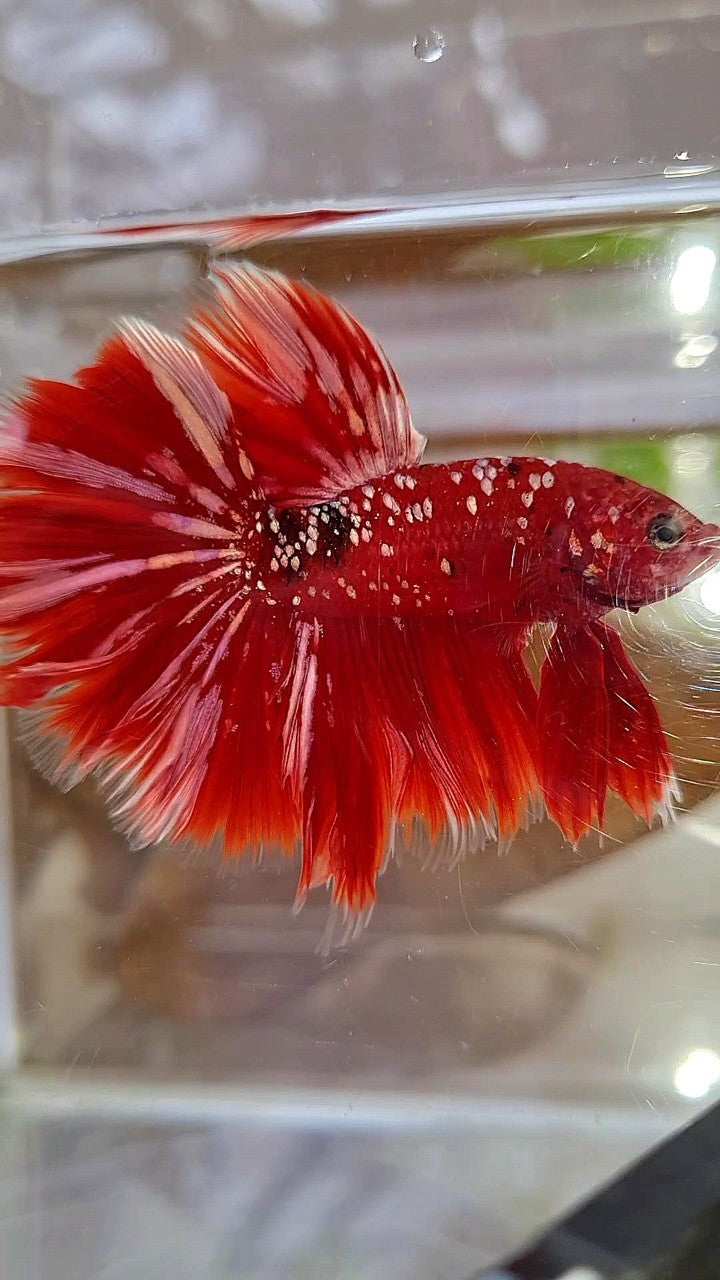 LUXURY XL HALFMOON ROSETAIL RED GOLD GALAXY BETTA FISH