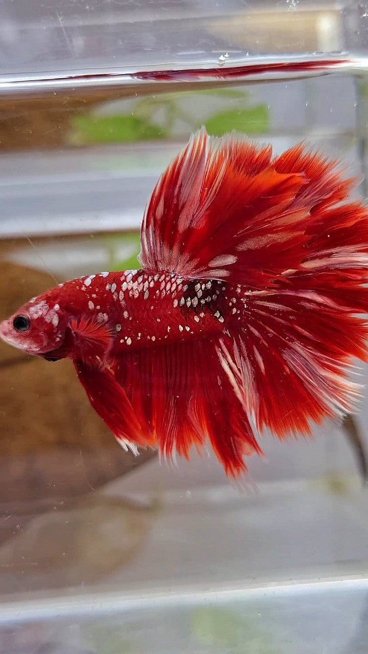 LUXURY XL HALFMOON ROSETAIL RED GOLD GALAXY BETTA FISH