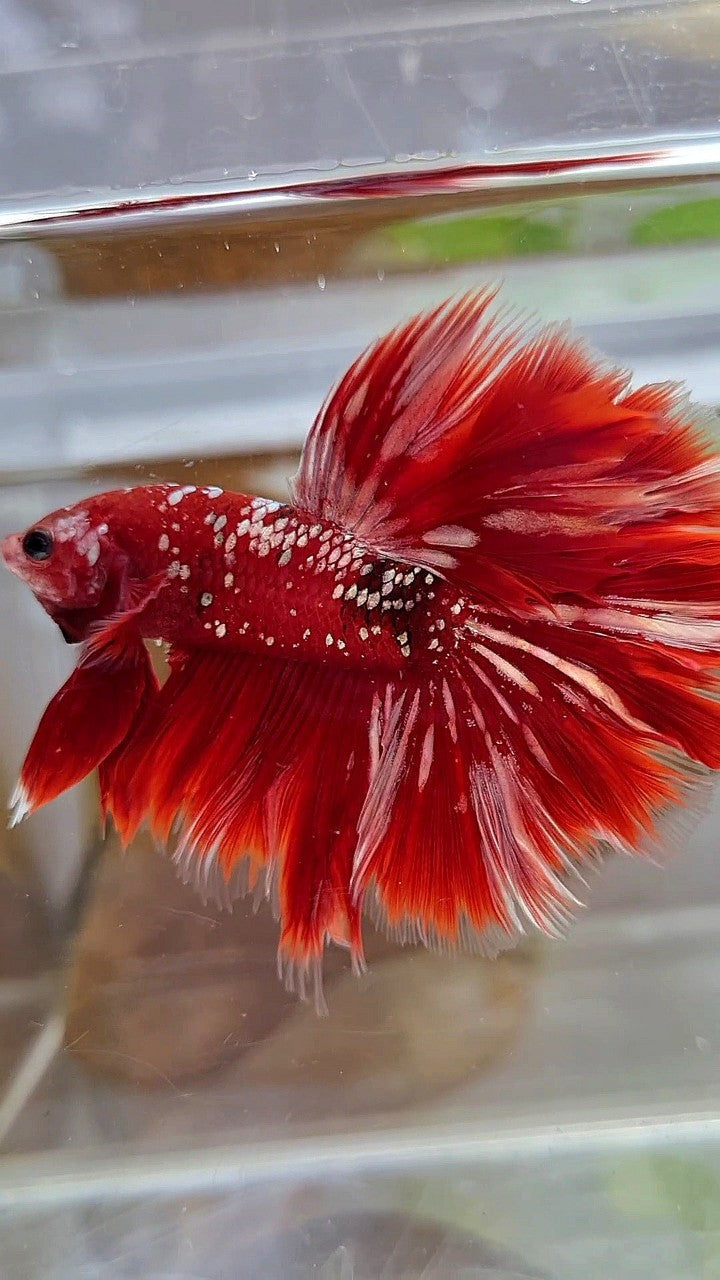 LUXURY XL HALFMOON ROSETAIL RED GOLD GALAXY BETTA FISH