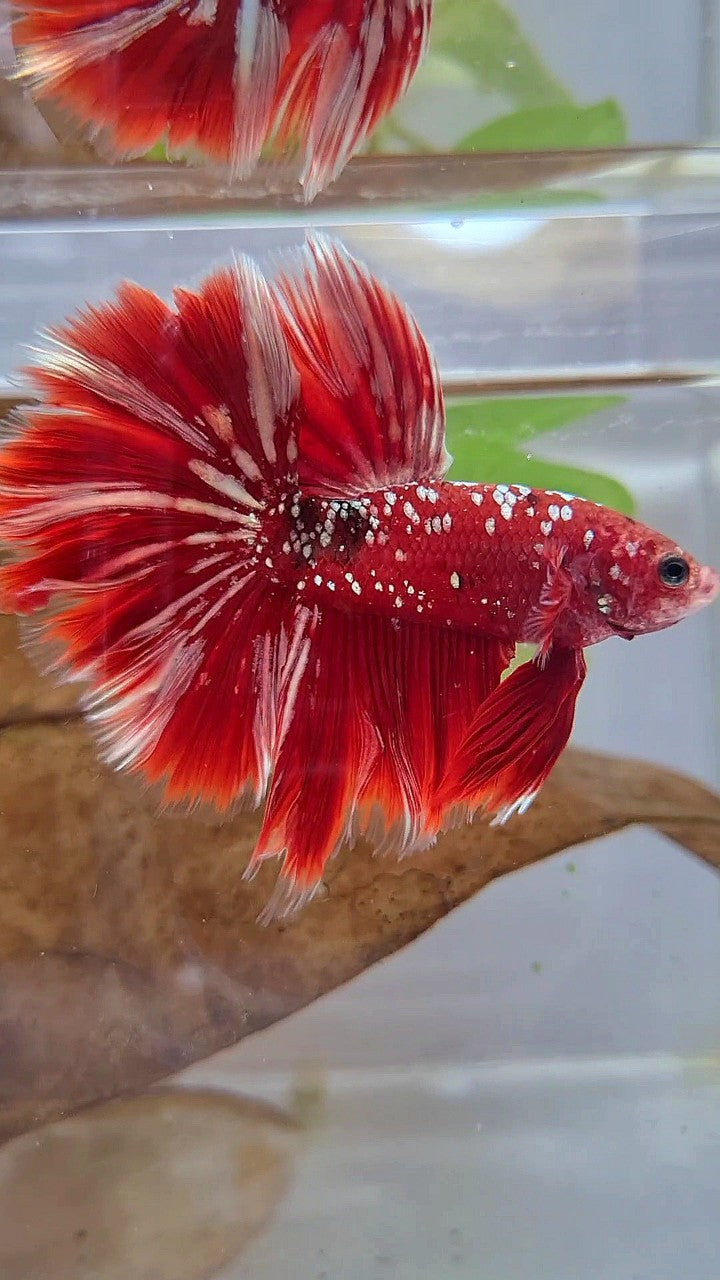 LUXURY XL HALFMOON ROSETAIL RED GOLD GALAXY BETTA FISH