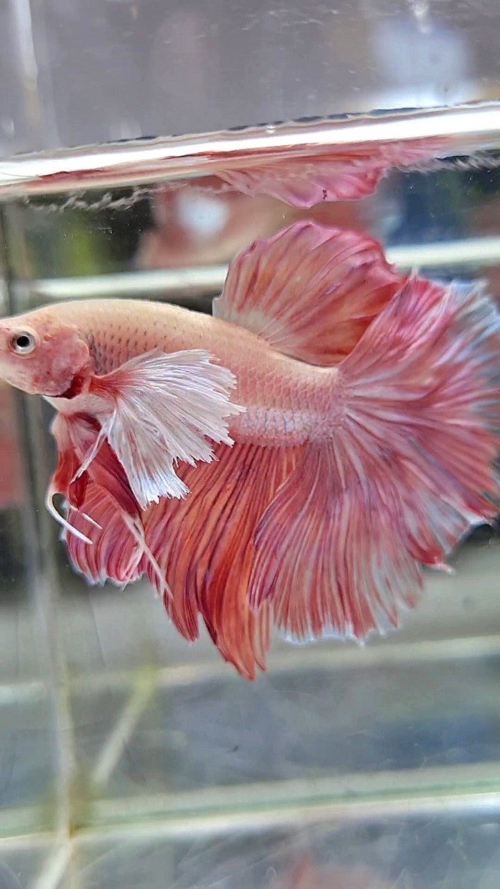 HALFMOON SUPER DUMBO EAR ROSETAIL PINK LAVENDER BETTA FISH