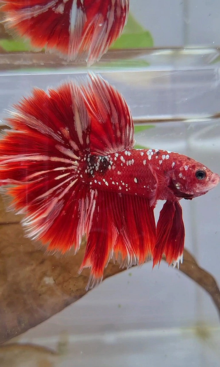 LUXURY XL HALFMOON ROSETAIL RED GOLD GALAXY BETTA FISH