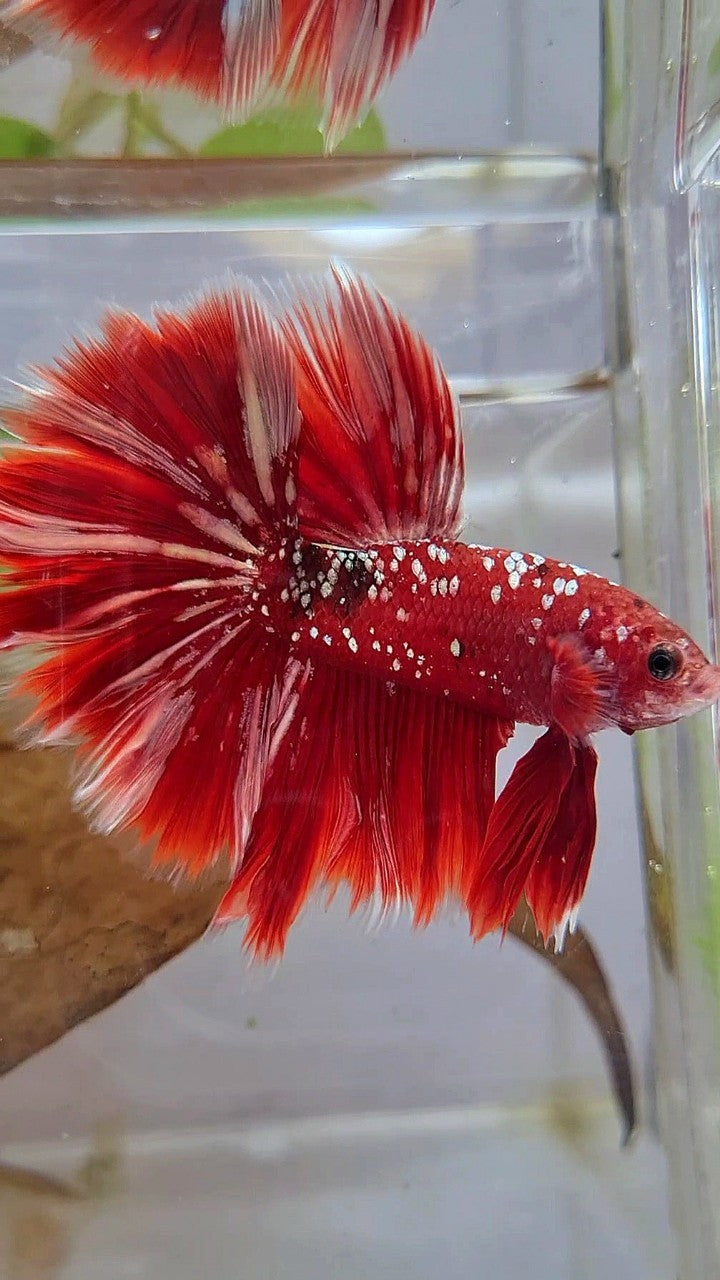 LUXURY XL HALFMOON ROSETAIL RED GOLD GALAXY BETTA FISH