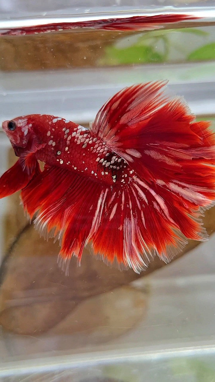 LUXURY XL HALFMOON ROSETAIL RED GOLD GALAXY BETTA FISH