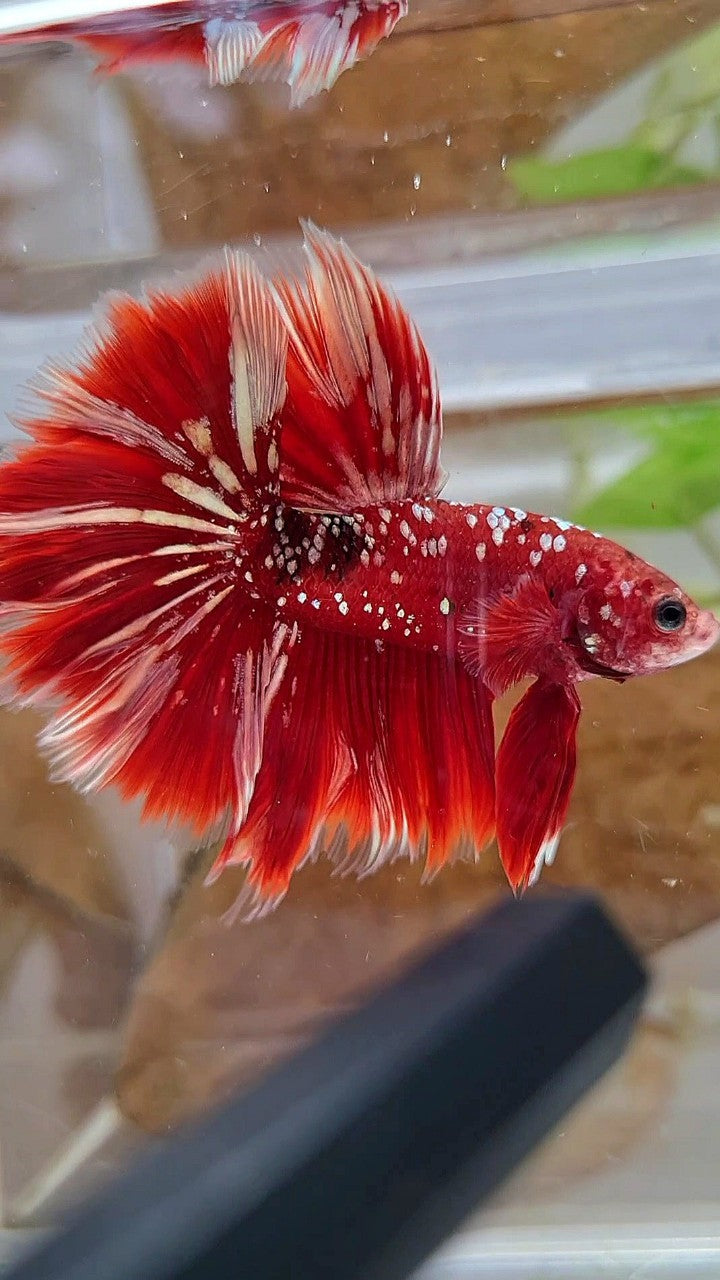 LUXURY XL HALFMOON ROSETAIL RED GOLD GALAXY BETTA FISH