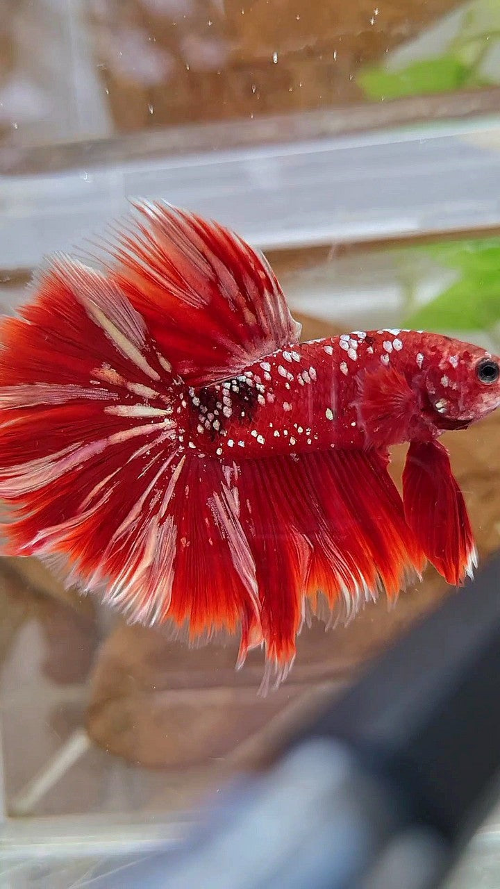 LUXURY XL HALFMOON ROSETAIL RED GOLD GALAXY BETTA FISH