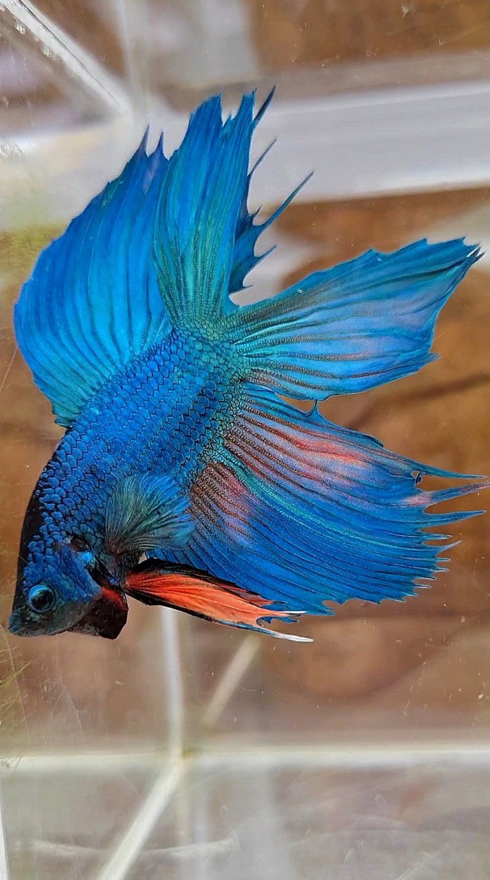 VEILTAIL DOUBLE TAIL GREEN BLUE UNIQUE BETTA FISH