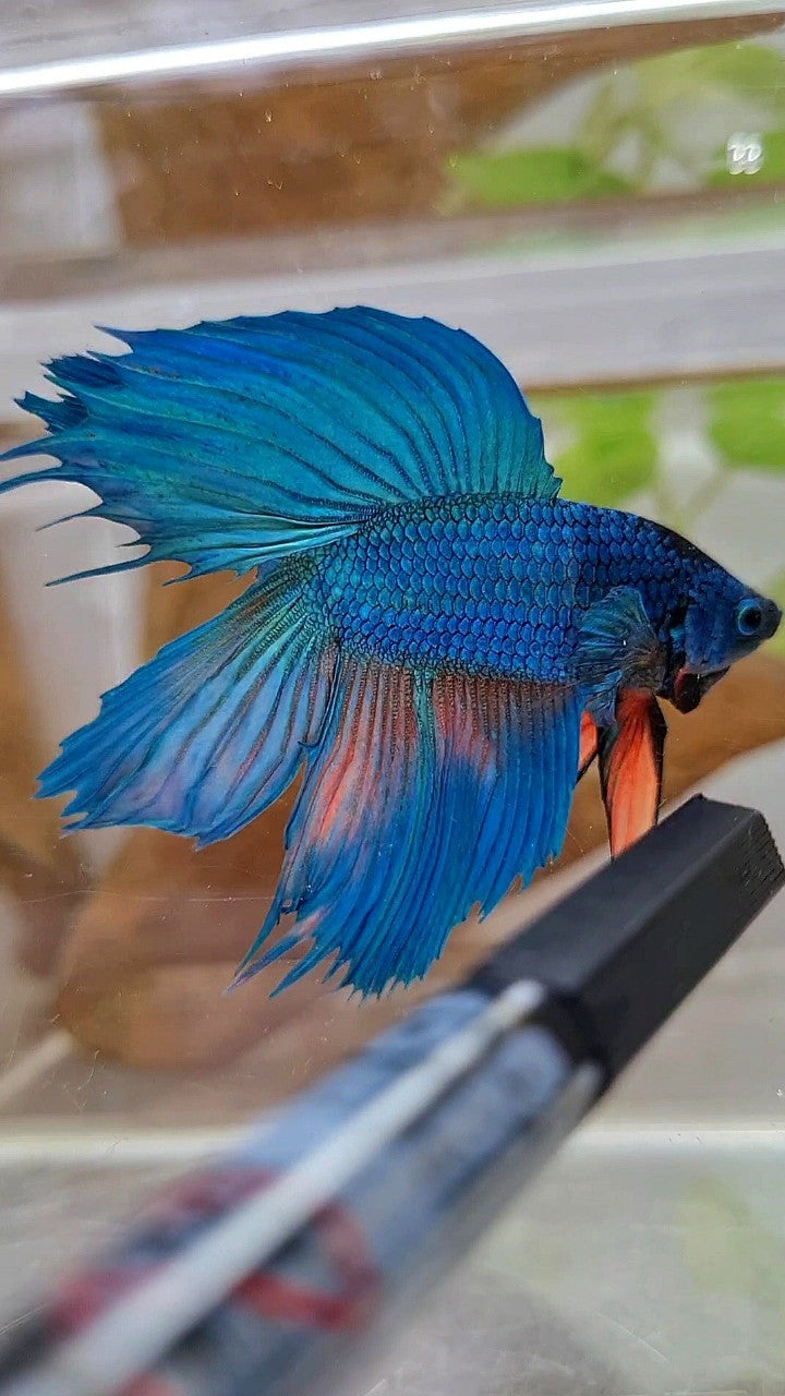 VEILTAIL DOUBLE TAIL GREEN BLUE UNIQUE BETTA FISH