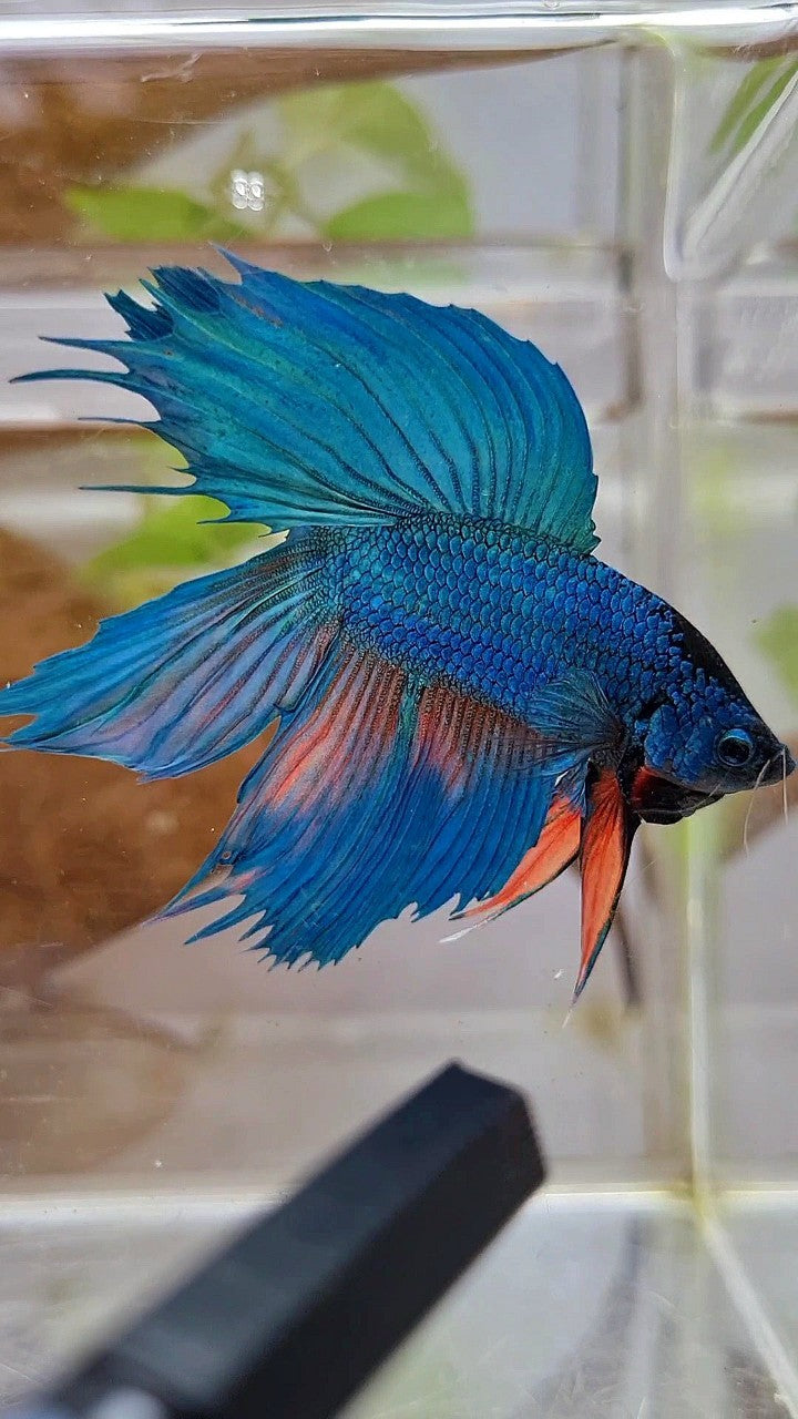 VEILTAIL DOUBLE TAIL GREEN BLUE UNIQUE BETTA FISH