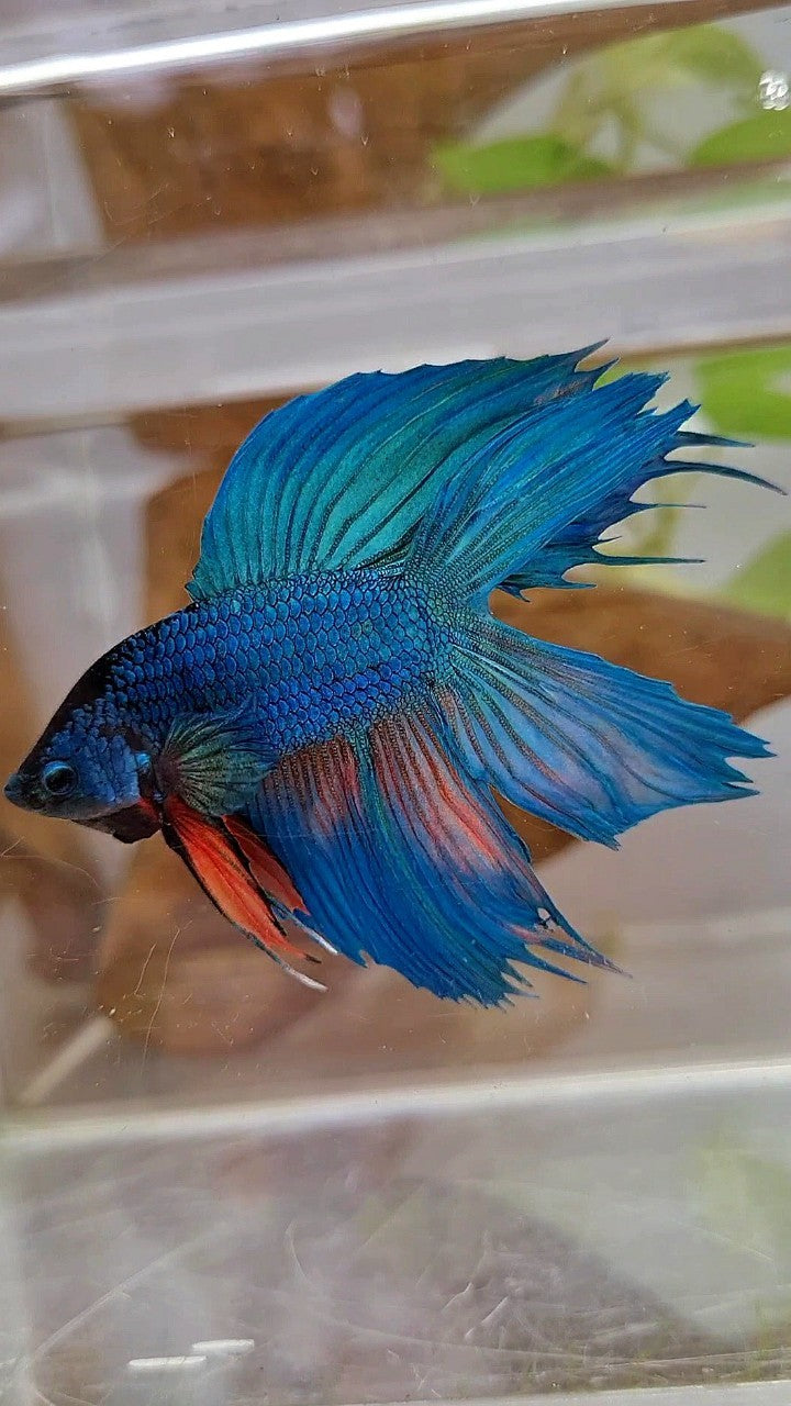 VEILTAIL DOUBLE TAIL GREEN BLUE UNIQUE BETTA FISH