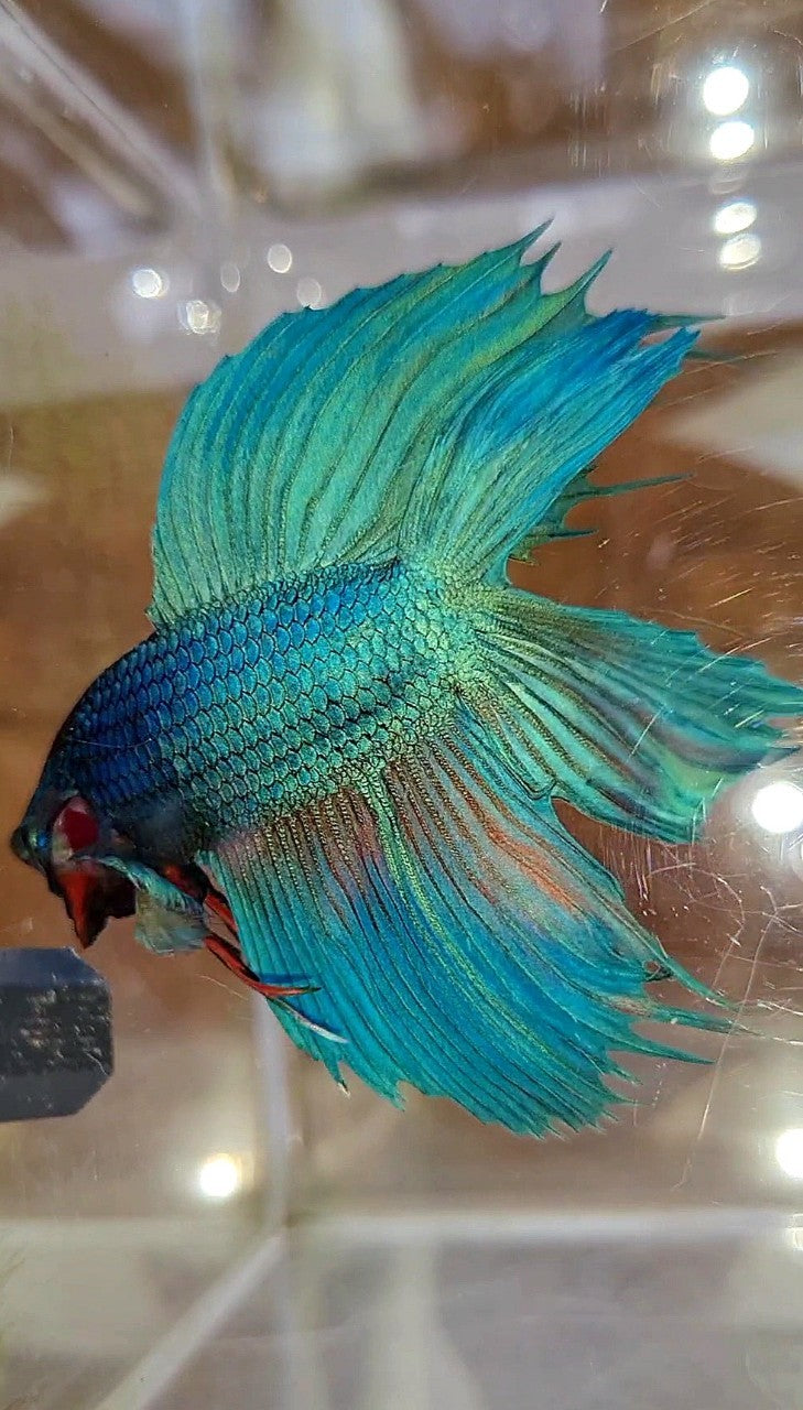 VEILTAIL DOUBLE TAIL GREEN BLUE UNIQUE BETTA FISH