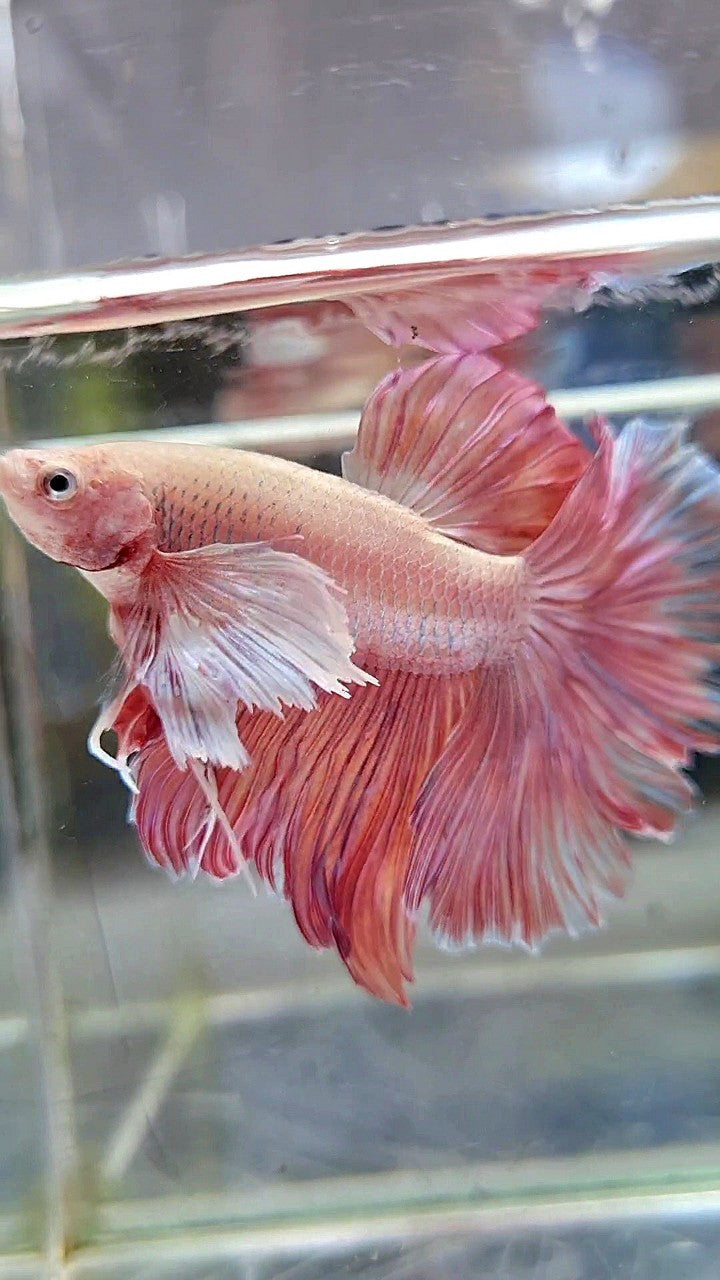 HALFMOON SUPER DUMBO EAR ROSETAIL PINK LAVENDER BETTA FISH