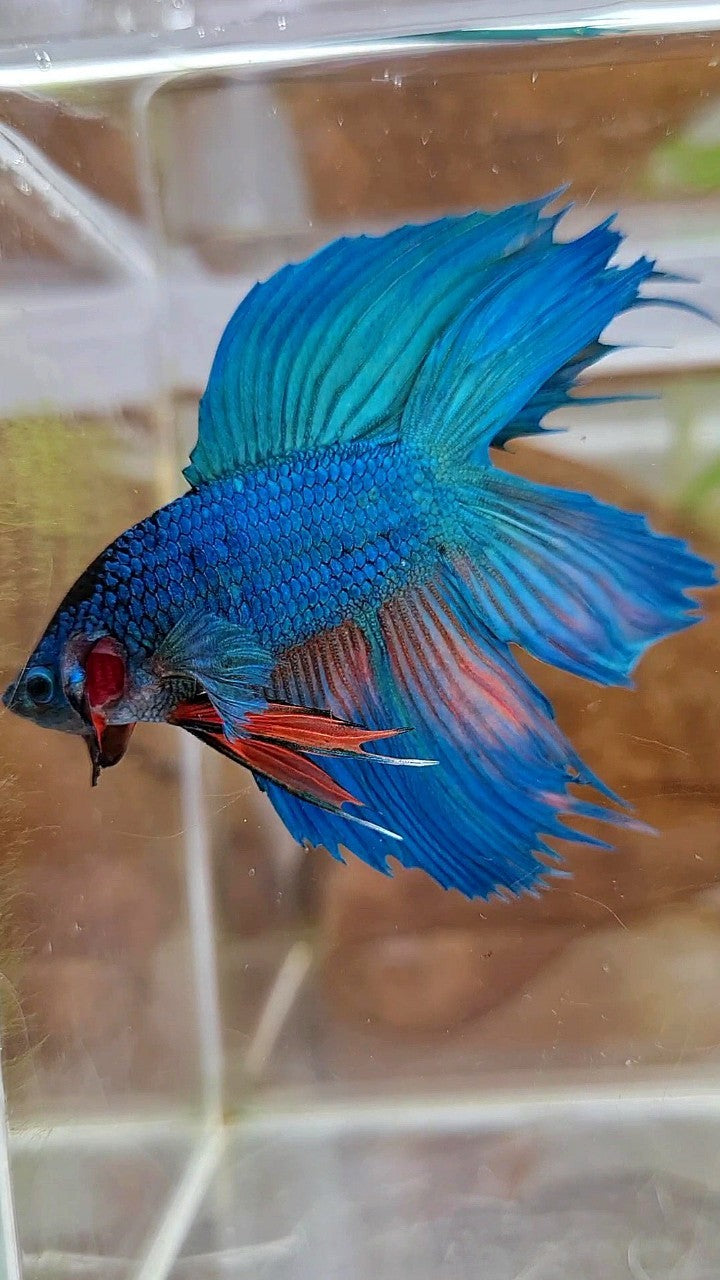 VEILTAIL DOUBLE TAIL GREEN BLUE UNIQUE BETTA FISH