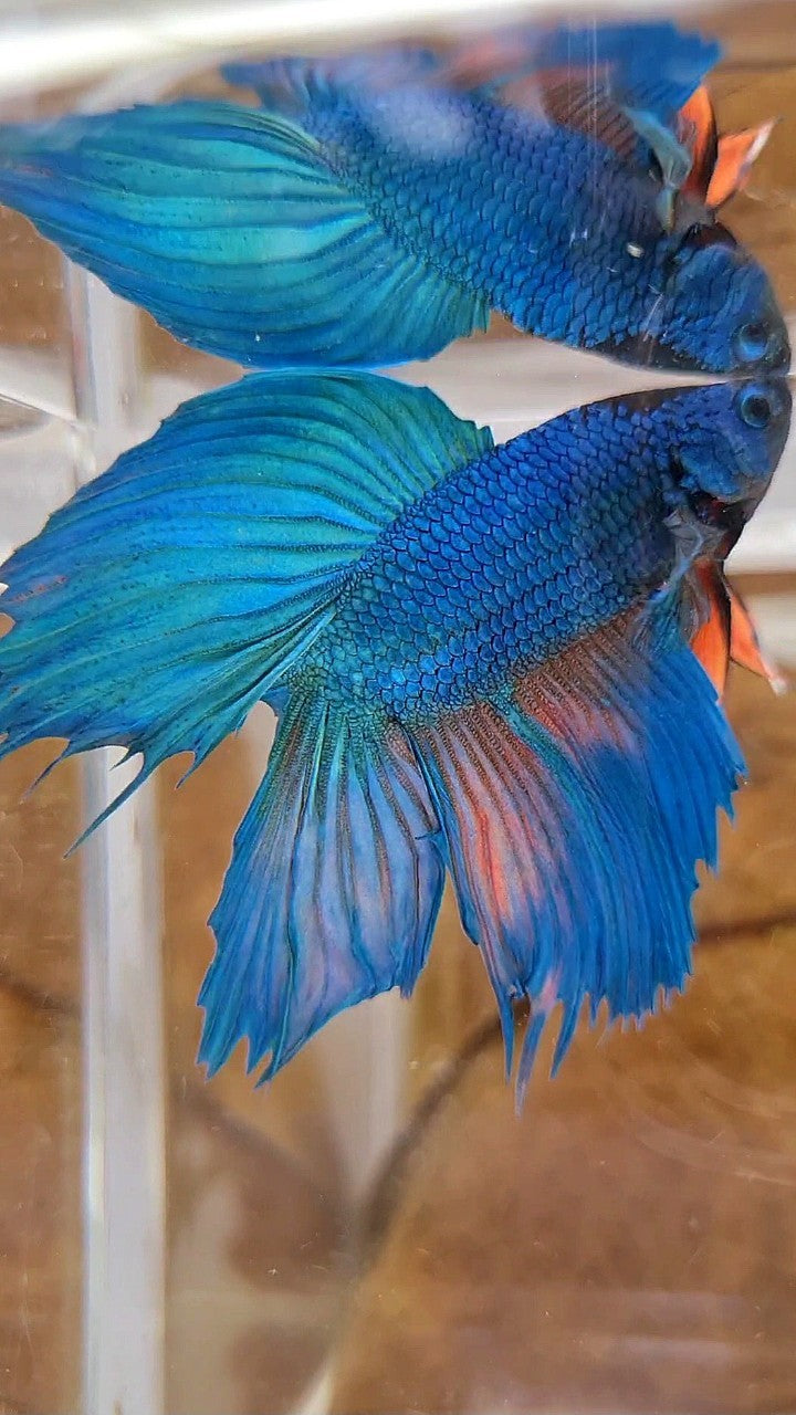 VEILTAIL DOUBLE TAIL GREEN BLUE UNIQUE BETTA FISH