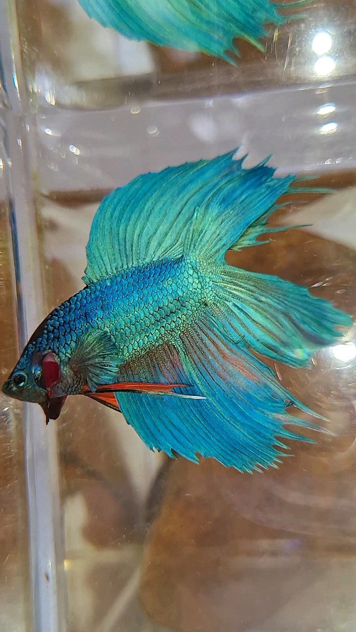 VEILTAIL DOUBLE TAIL GREEN BLUE UNIQUE BETTA FISH