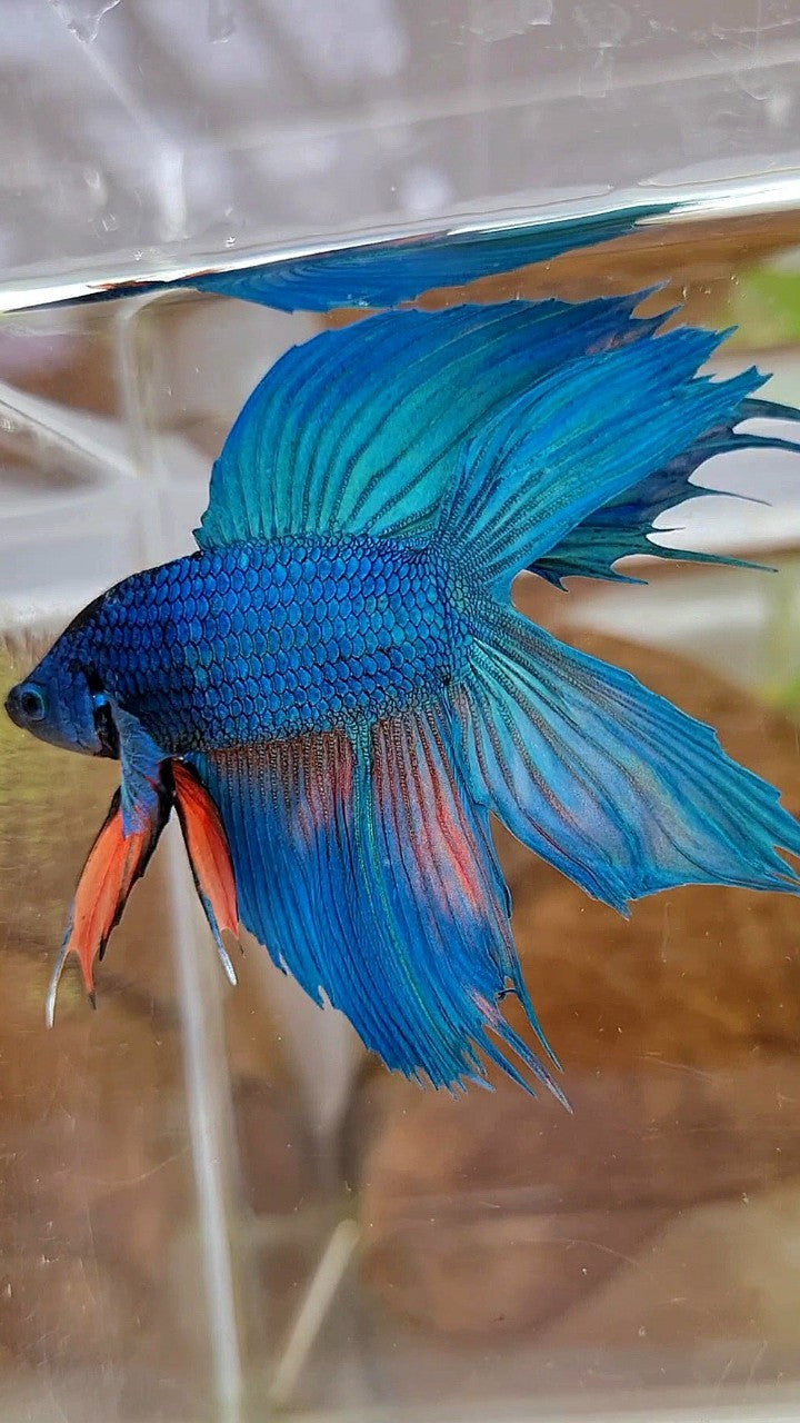 VEILTAIL DOUBLE TAIL GREEN BLUE UNIQUE BETTA FISH