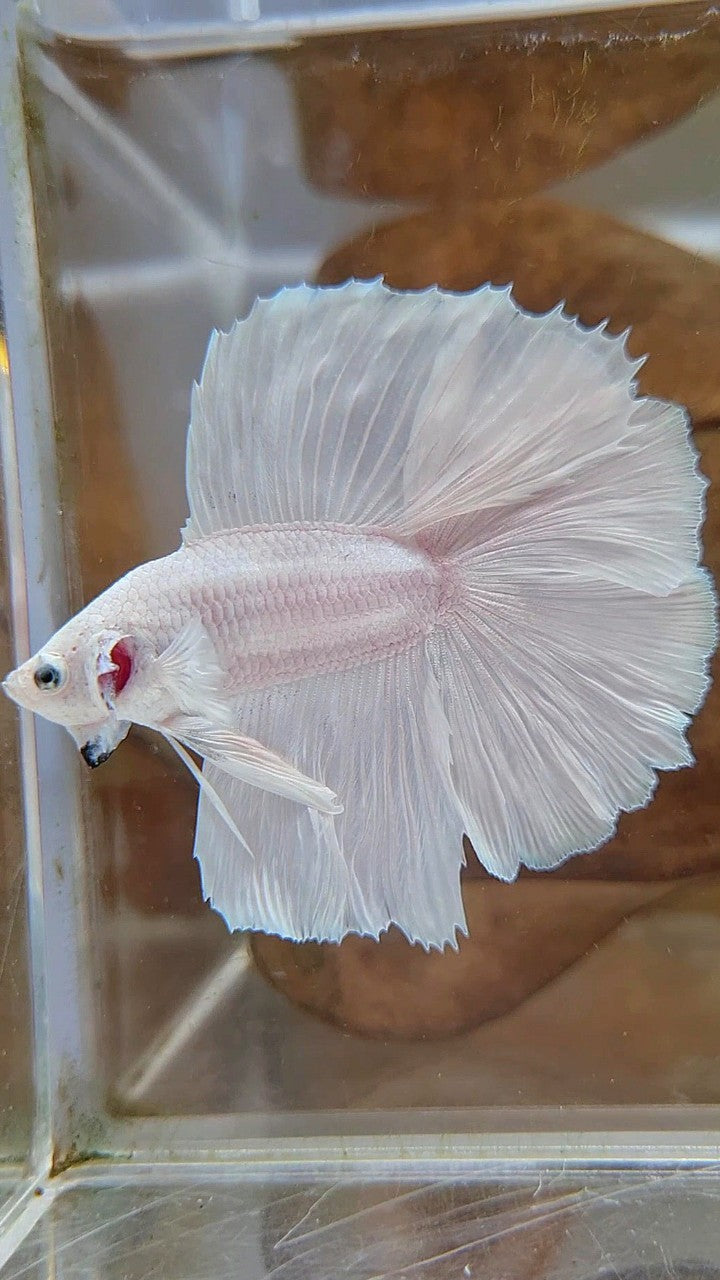 HALFMOON DOUBLE TAIL SUPER WHITE PLATINUM SOLID BETTA FISH