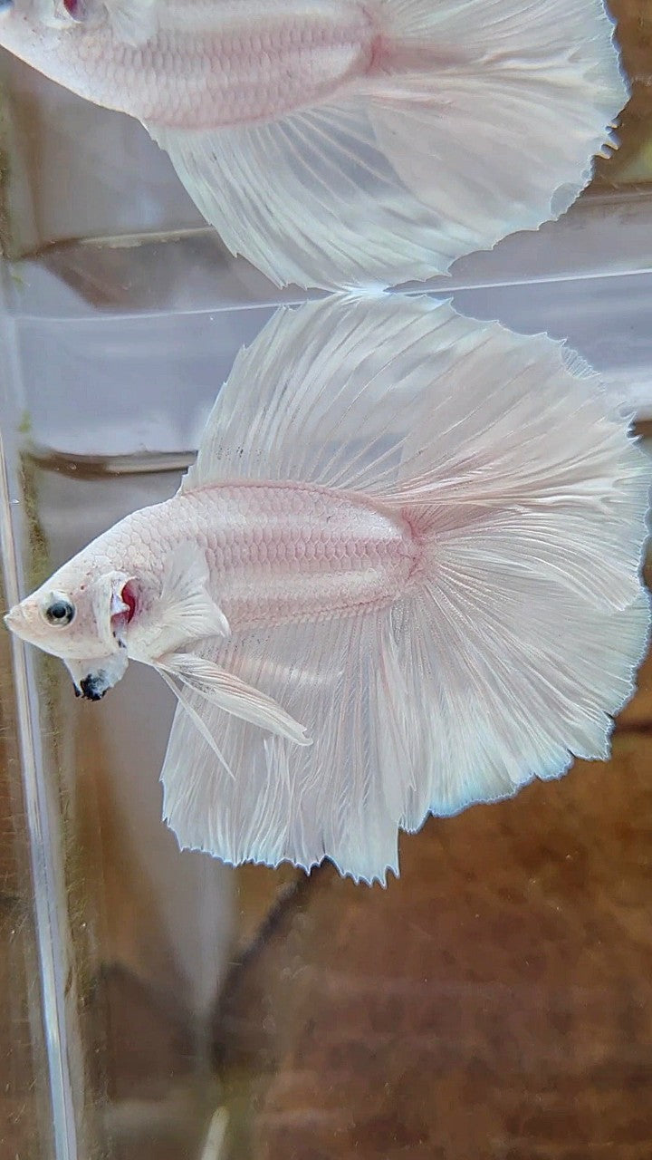 HALFMOON DOUBLE TAIL SUPER WHITE PLATINUM SOLID BETTA FISH