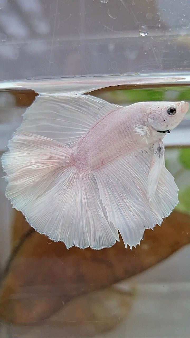 HALFMOON DOUBLE TAIL SUPER WHITE PLATINUM SOLID BETTA FISH