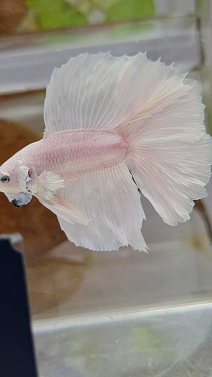 HALFMOON DOUBLE TAIL SUPER WHITE PLATINUM SOLID BETTA FISH