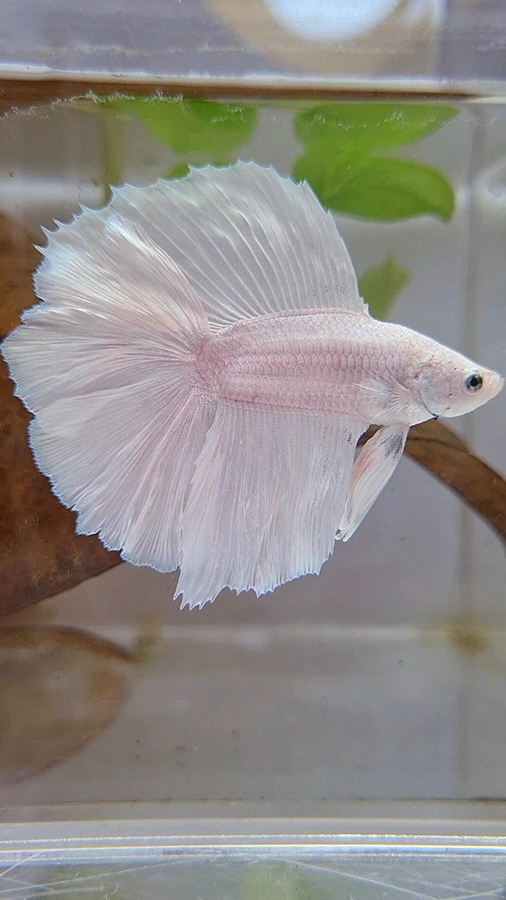 HALFMOON DOUBLE TAIL SUPER WHITE PLATINUM SOLID BETTA FISH