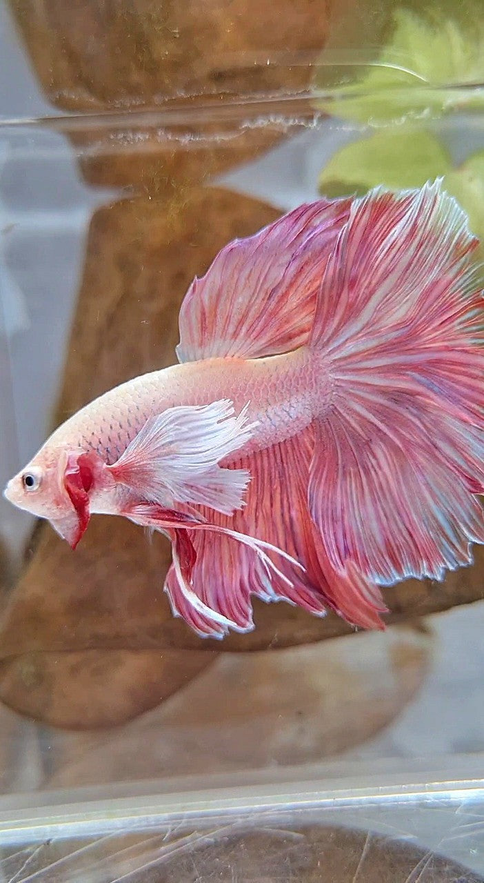 HALFMOON SUPER DUMBO EAR ROSETAIL PINK LAVENDER BETTA FISH