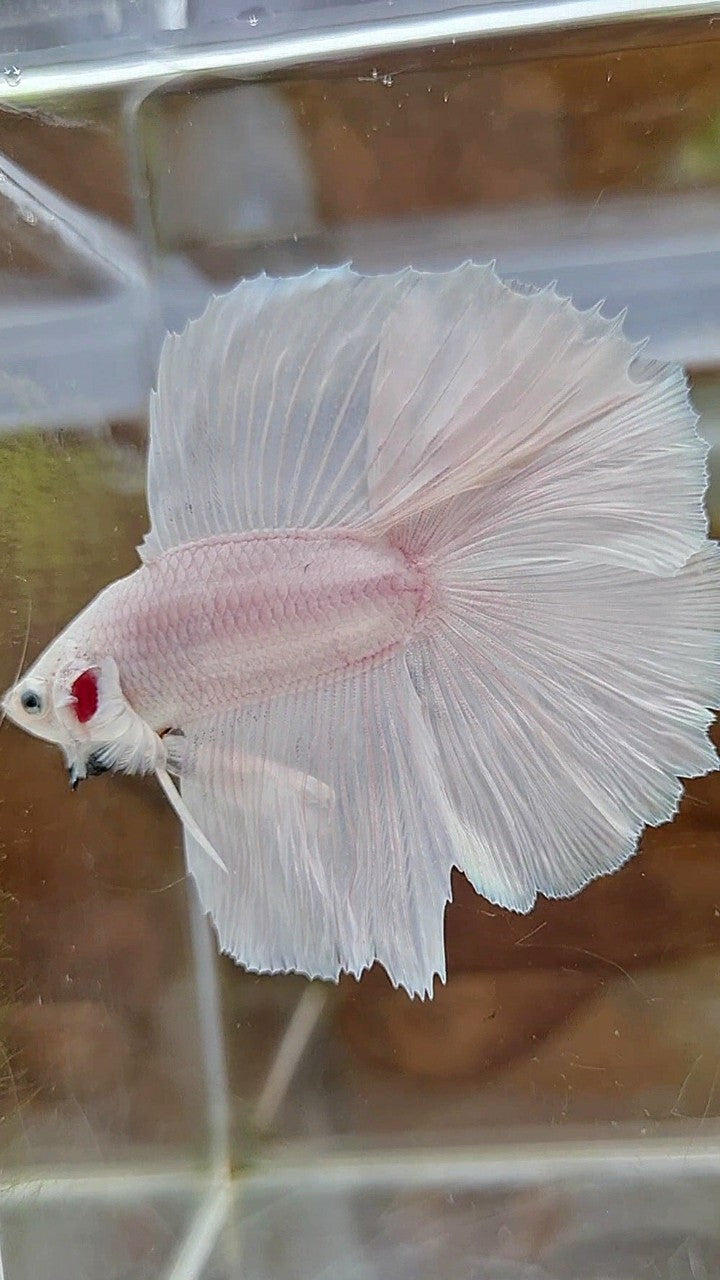 HALFMOON DOUBLE TAIL SUPER WHITE PLATINUM SOLID BETTA FISH