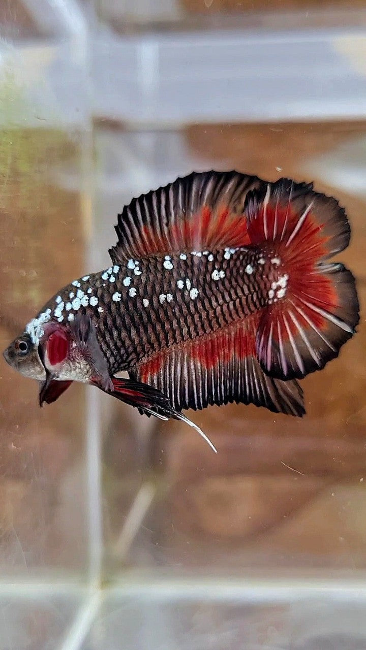 PLAKAT DOUBLE TAIL BLACK GALAXY MAMBA RED WASH BETTA FISH