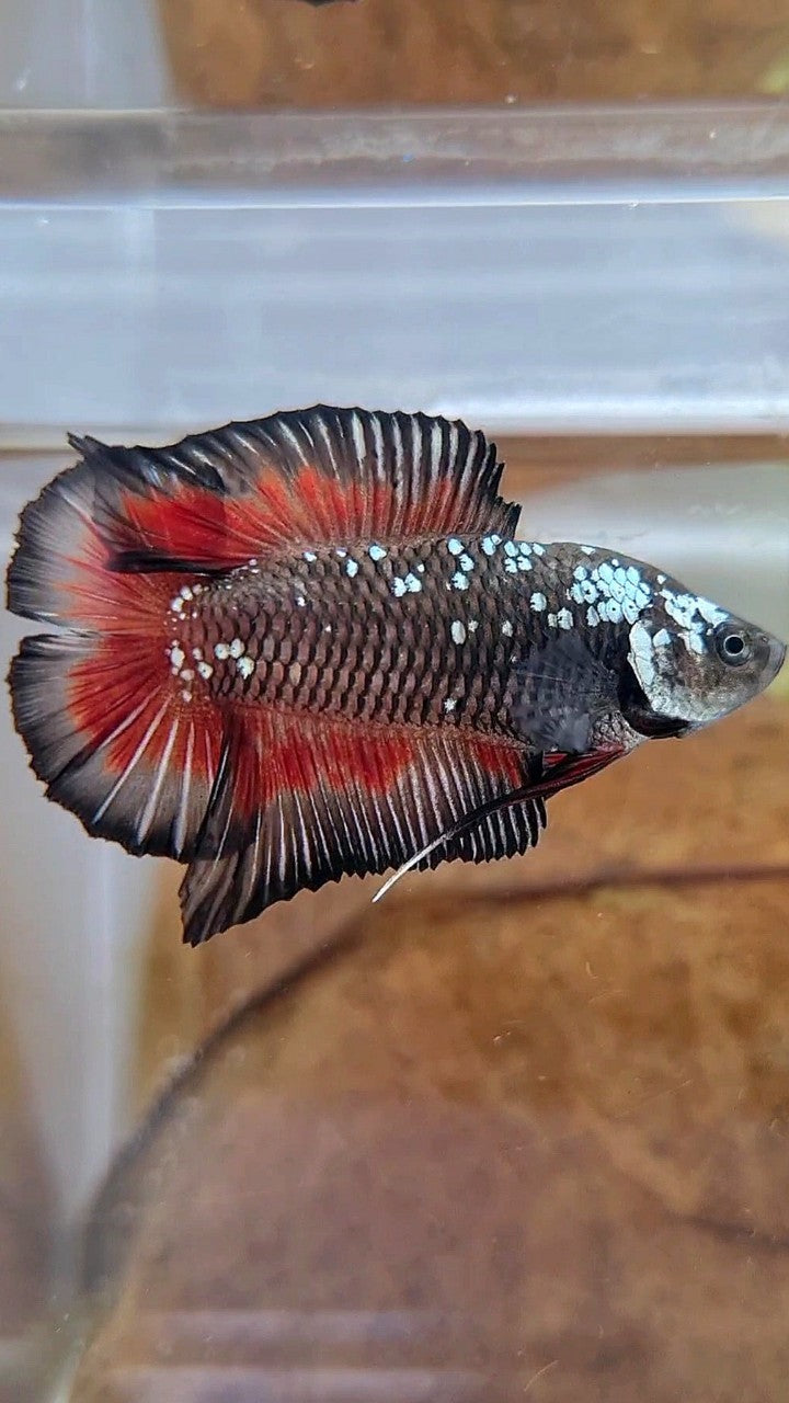 PLAKAT DOUBLE TAIL BLACK GALAXY MAMBA RED WASH BETTA FISH