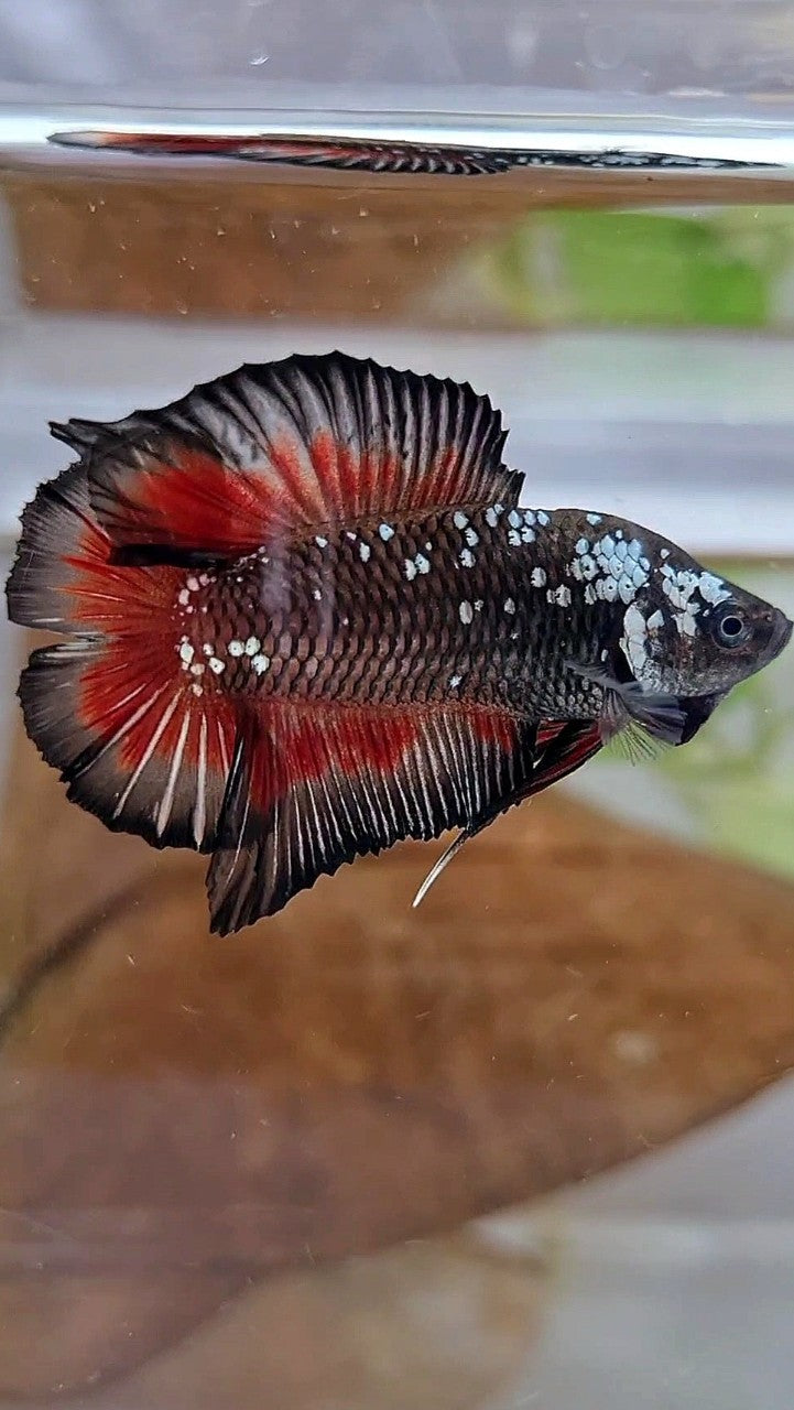 PLAKAT DOUBLE TAIL BLACK GALAXY MAMBA RED WASH BETTA FISH – Rare Betta ...