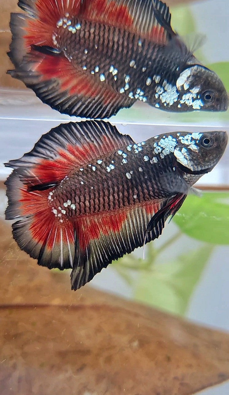 PLAKAT DOUBLE TAIL BLACK GALAXY MAMBA RED WASH BETTA FISH