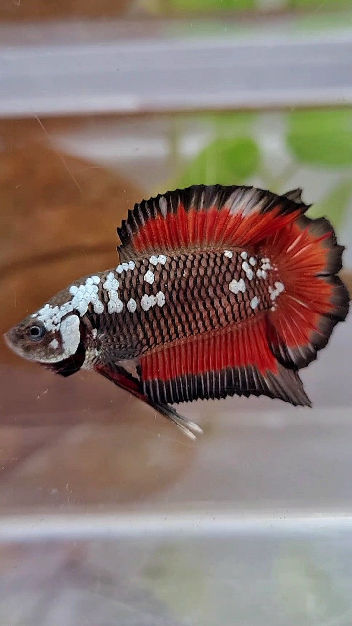 PLAKAT DOUBLE TAIL BLACK MAMBA SNOW VAMPIRE BETTA FISH