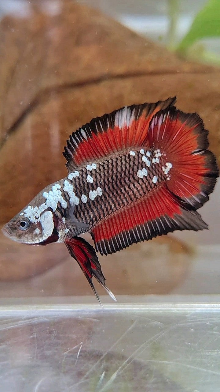 PLAKAT DOUBLE TAIL BLACK MAMBA SNOW VAMPIRE BETTA FISH