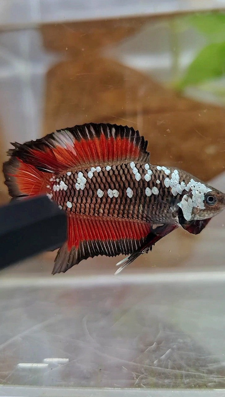 PLAKAT DOUBLE TAIL BLACK MAMBA SNOW VAMPIRE BETTA FISH